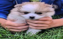 Pomeranian dogs for sale: 🌟Sweet Pomeranian Puppy Ready for a Loving Home🌟 - Image 1