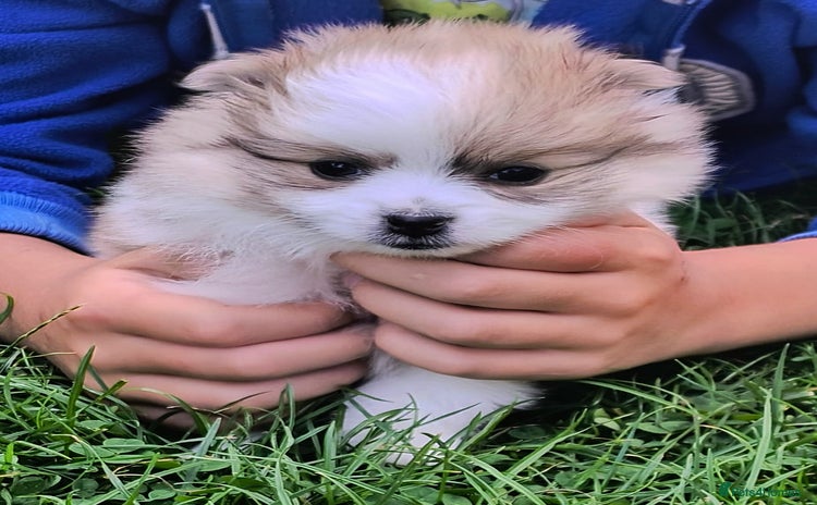 Pomeranian dogs - Advert 1