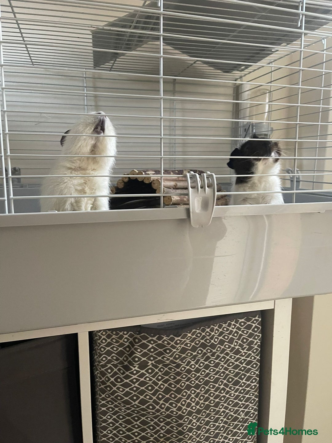 Guinea Pig rodents for sale: Guinea pigs and huge set up (huge deal) - Advert 4