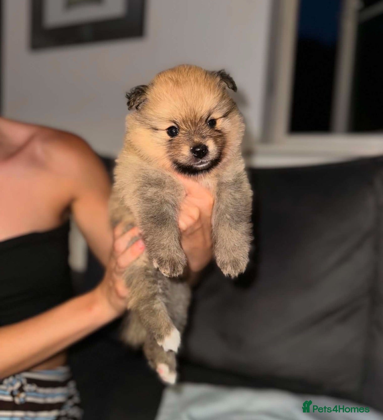 Pomeranian dogs Pomerian puppies available  - Advert 14