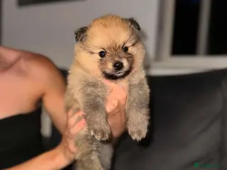 Pomeranian dogs Pomerian puppies available - Advert 14