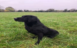 Labrador Retriever dogs for sale: proper working Labradors  - Image 5