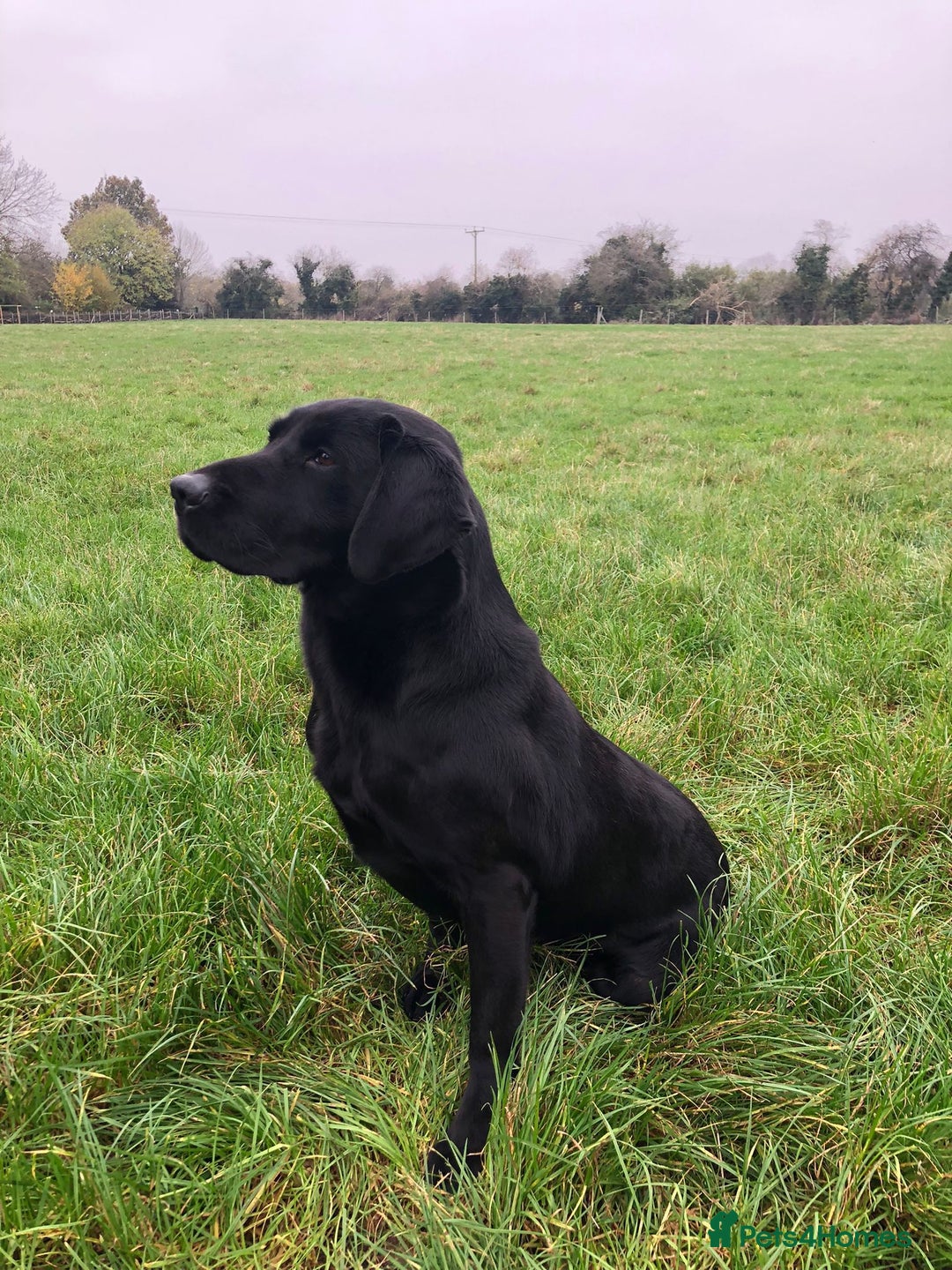Labrador Retriever dogs for sale: proper working Labradors  - Image 5