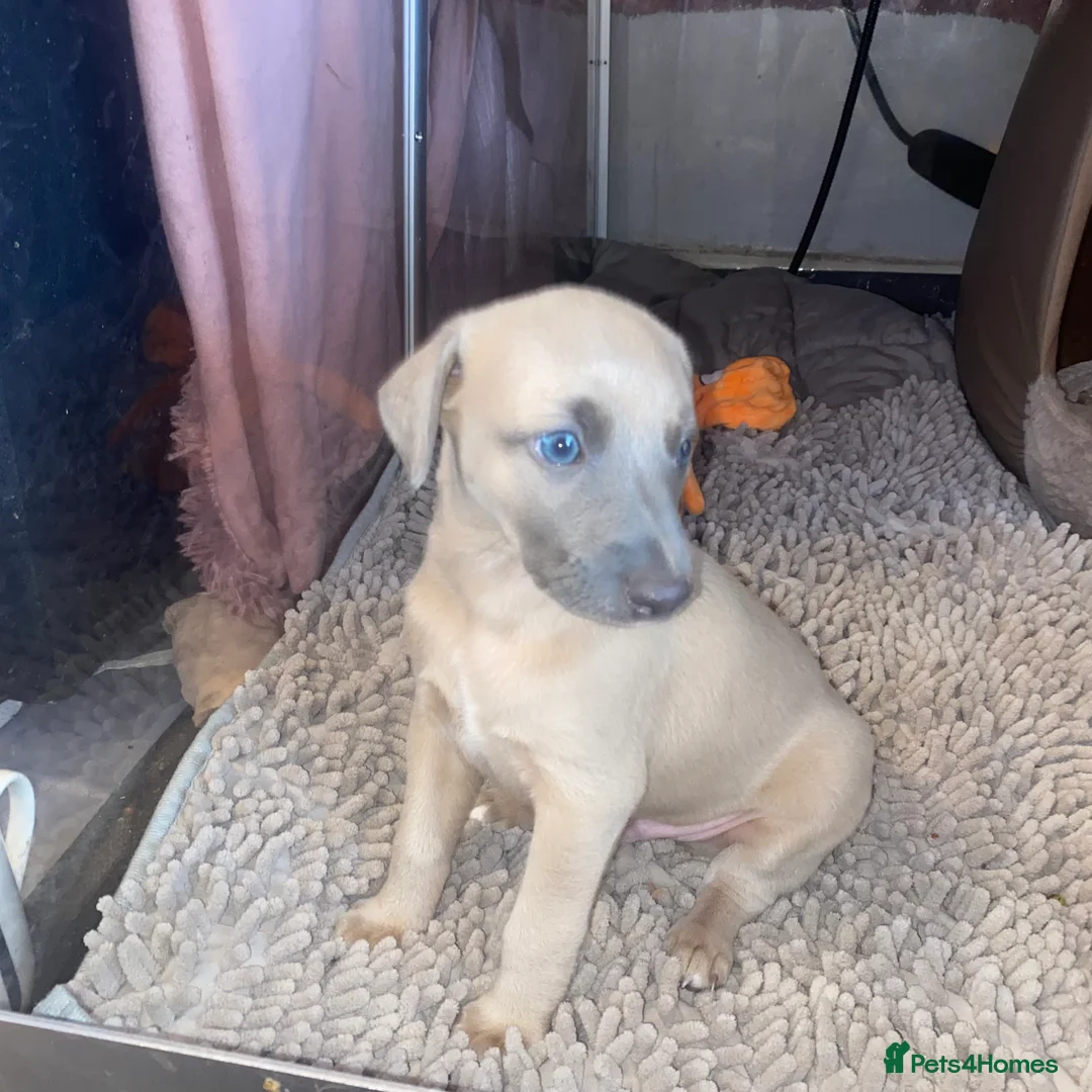 Whippet dogs for sale: SOLD -Male whippet puppy - Advert 14