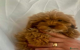 Cockapoo dogs for sale: Cockapoo - Image 5