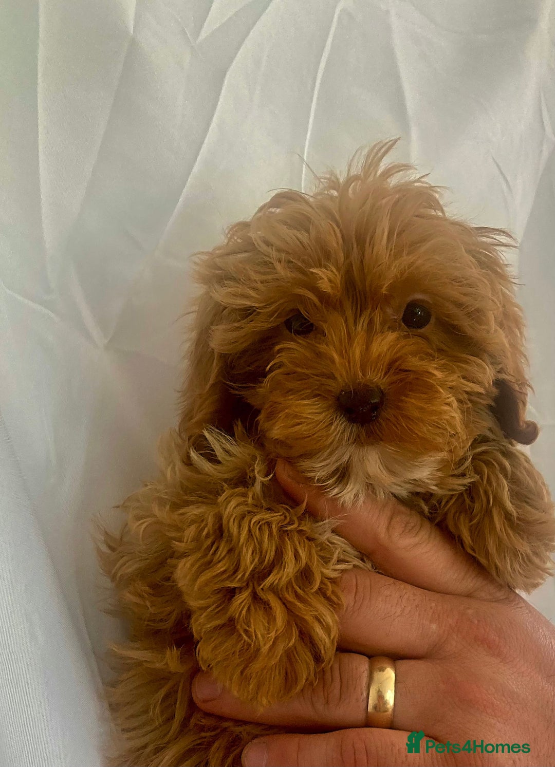 Cockapoo dogs for sale: Cockapoo - Image 5