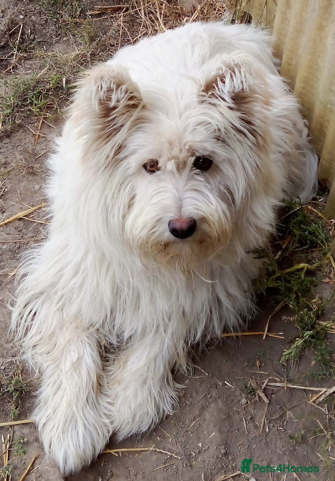 Mixed Breed dogs for adoption: BLANCHE, a Lovely little girl - for a Loving Home - Advert 4