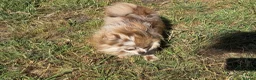 Pomeranian dogs for sale: Petite Adult Chocolate Merle Pomeranian 2.8kg  - Advert 5