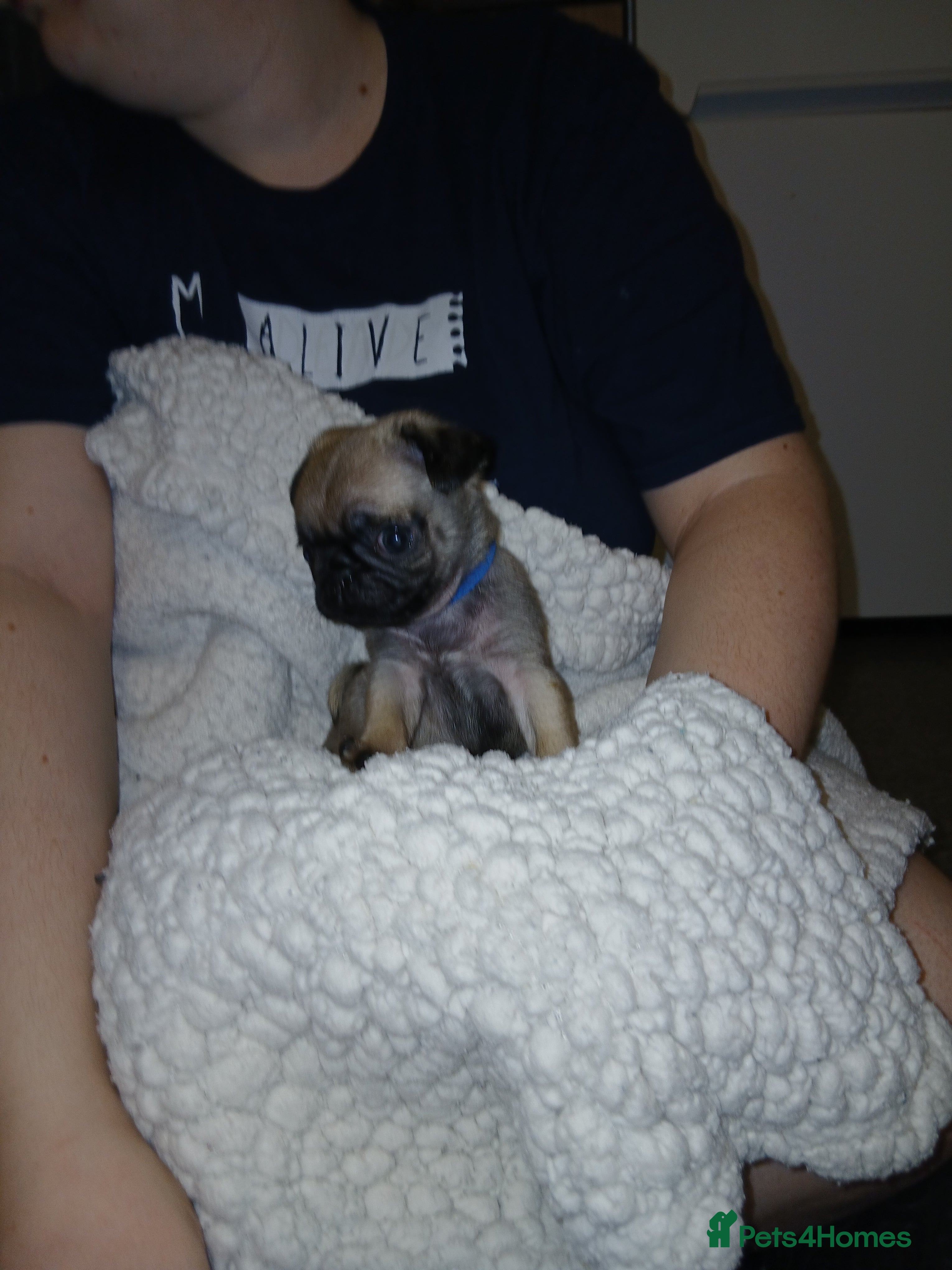 Pug dogs Loving little boy - Advert 8