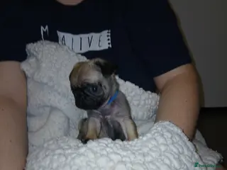 Pug dogs Loving little boy - Advert 8