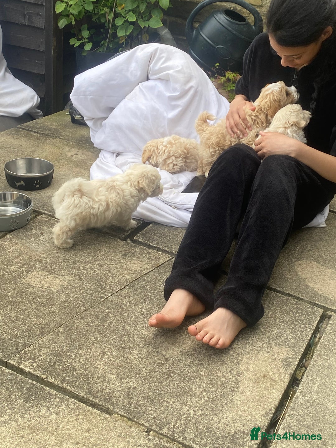 Maltipoo dogs for sale: Gorgeous maltipoo puppies 🐩 - Advert 6