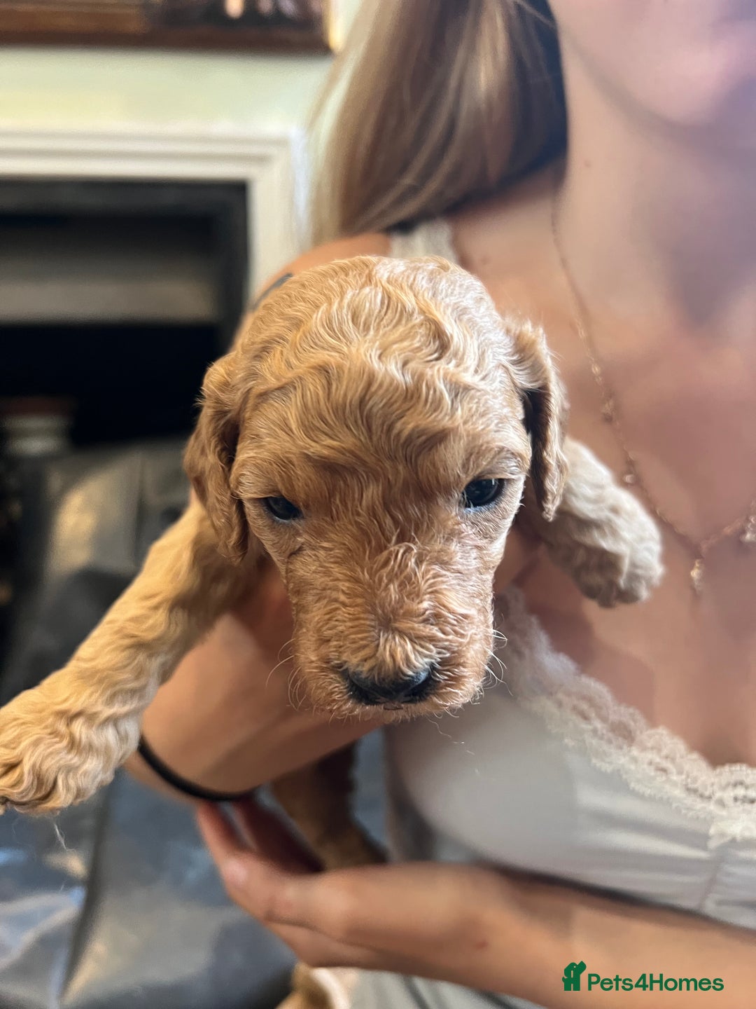 Double Doodle dogs for sale: Miniature GOLDENDOODLE puppies - Image 9