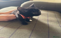 Mixed Breed cats for sale: 3 black British short haired x ragdoll kittens - Image 31