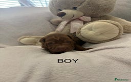 Shar Pei dogs for sale: 🔥 BEAUTIFUL SHARPEI PUPS 🔥  - Image 13
