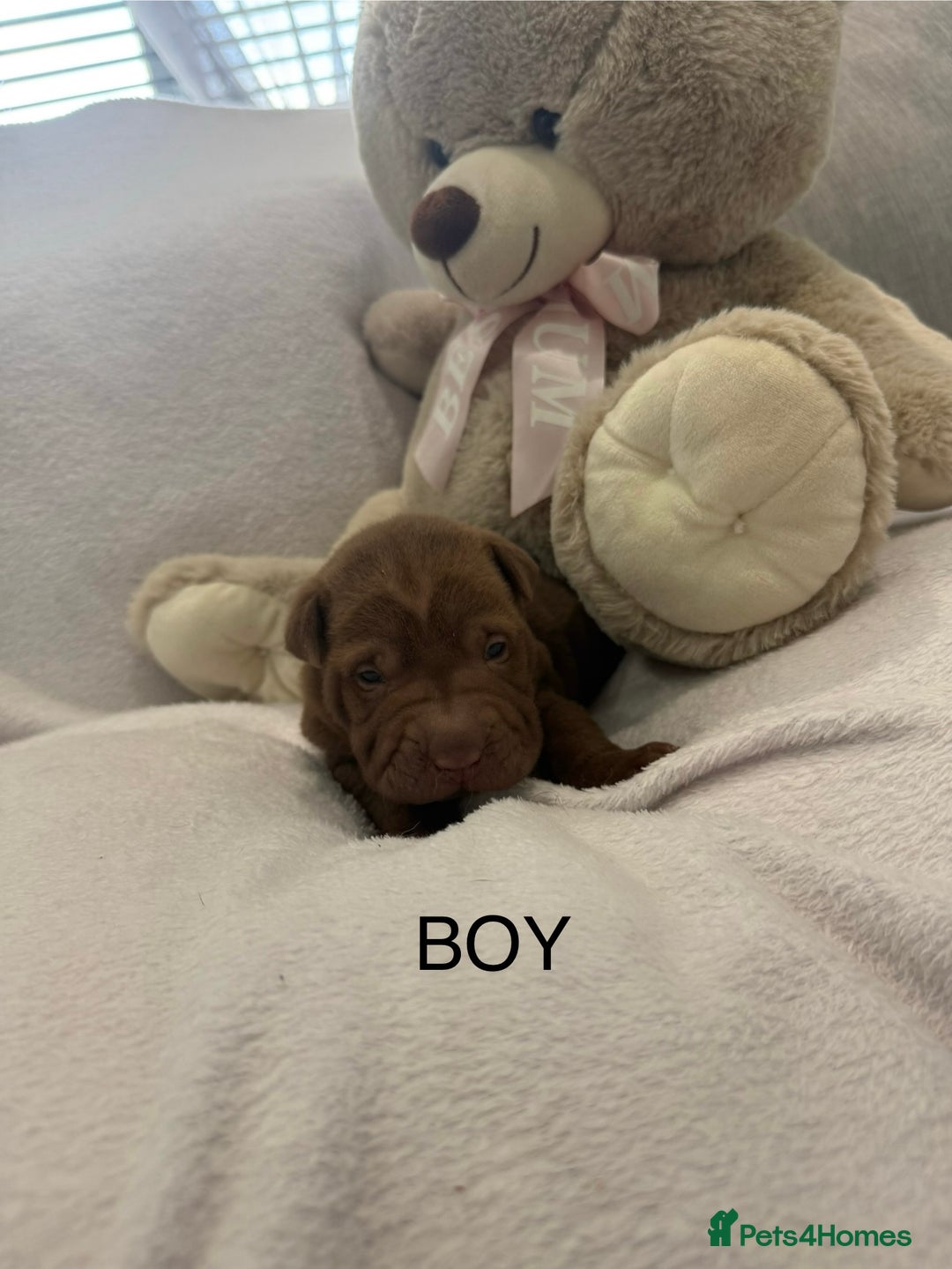 Shar Pei dogs for sale: 🔥 BEAUTIFUL SHARPEI PUPS 🔥  - Image 13