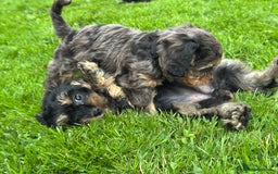 Cavapoo dogs for sale: Top Class Cavapoo pups double vaccinated! - Image 20