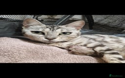 Bengal cats for sale: TICA Genetic & Health Tested Bengal Kittens  - Image 8