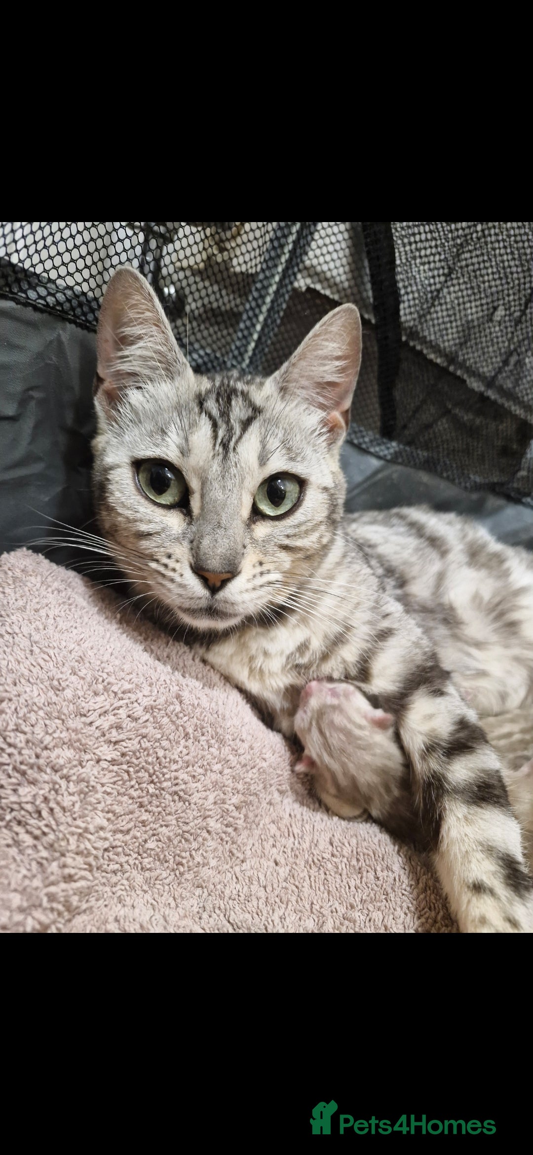 Bengal cats for sale: TICA Genetic & Health Tested Bengal Kittens  - Image 8