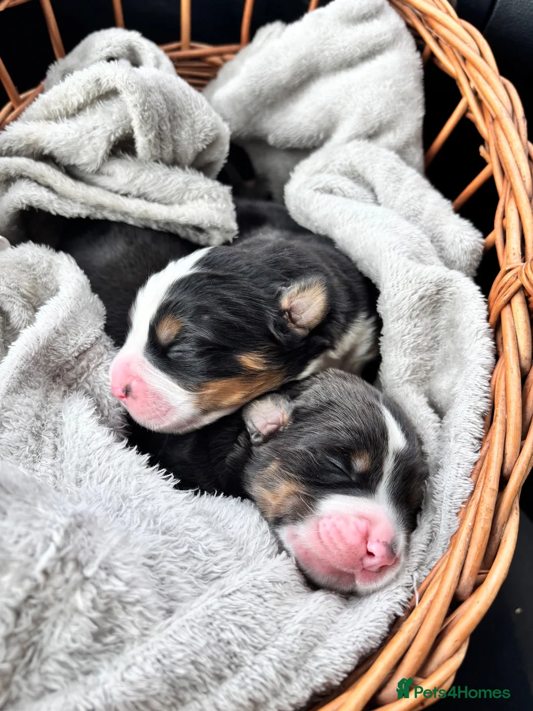 Bernese Mountain Dog dogs for sale: Bernese Mountain Dog Puppies - Advert 1