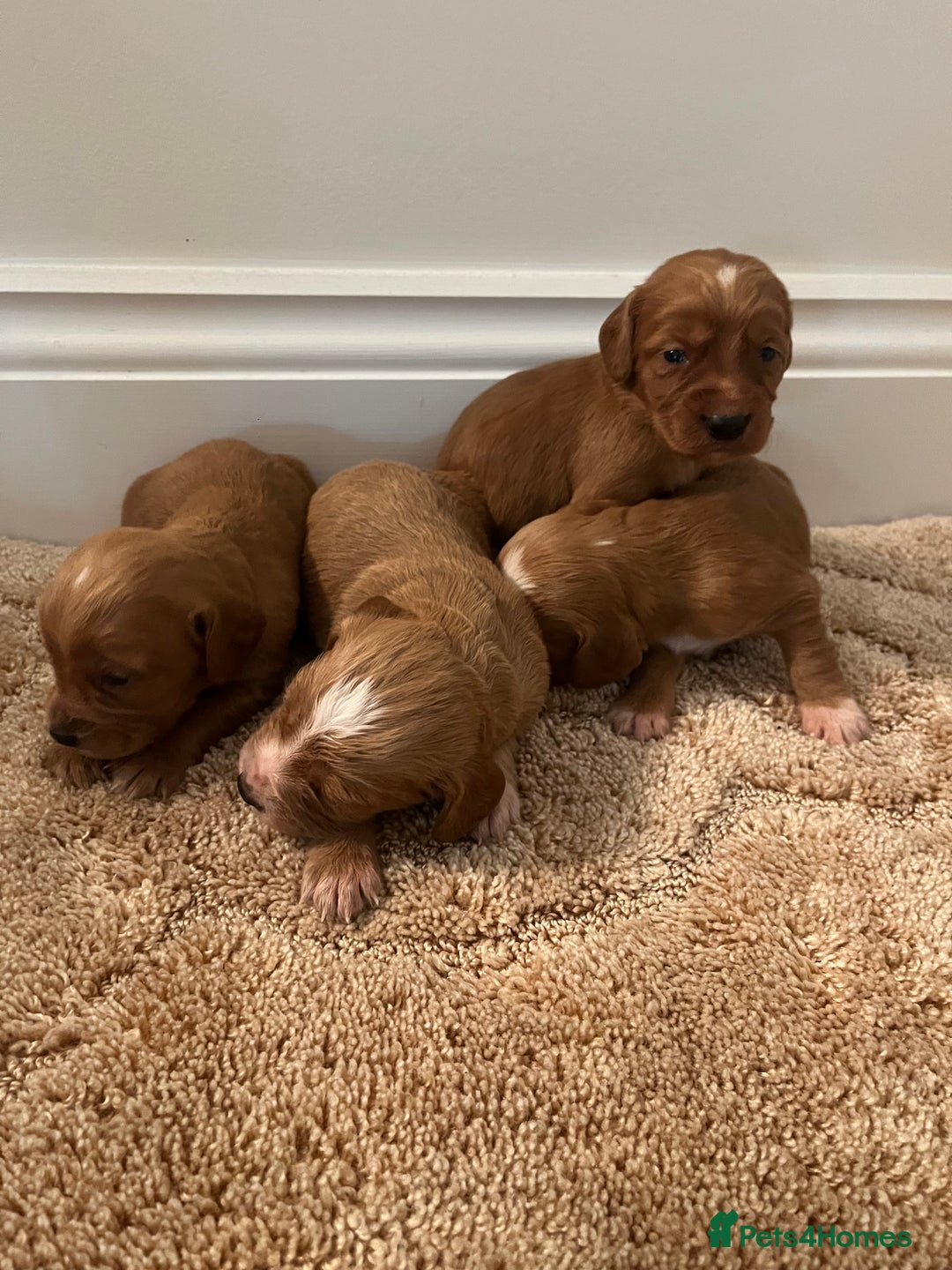 Cockapoo dogs for sale: Cockpoo puppies - Advert 5