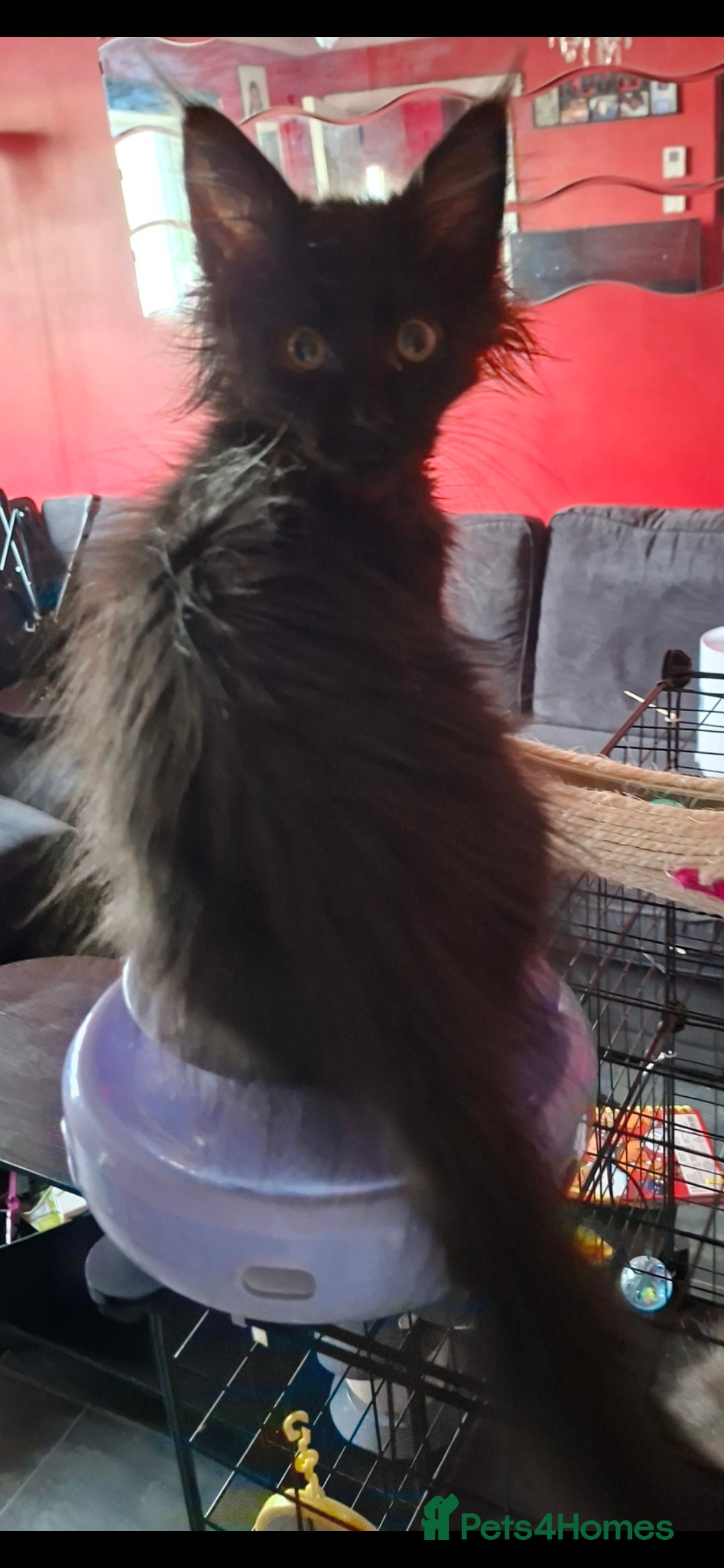 Maine Coon cats XL Pedigree Maine Coon boy in Manchester  - Advert 2