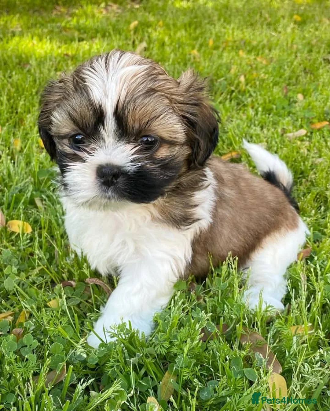 Shih Tzu dogs for sale: Lovely male and female Shih tzu puppies for sale  - Advert 7