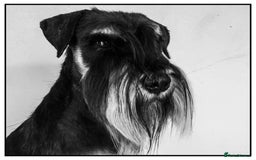 Miniature Schnauzer dogs for sale: Adorable black n silver Mini Schnauzer  - Image 9