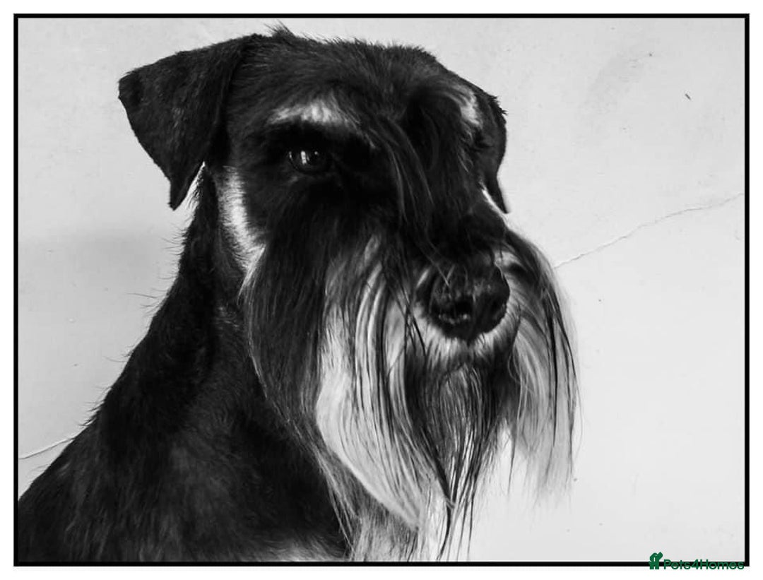 Miniature Schnauzer dogs for sale: Adorable black n silver Mini Schnauzer  - Image 9