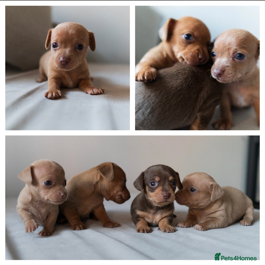Chiweenie dogs Stunning Micro Chiweenie Litter - Smallest in UK - Advert 1