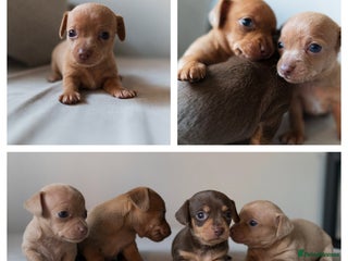 Chiweenie dogs Stunning Micro Chiweenie Litter - Smallest in UK - Advert 1