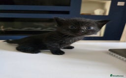 Domestic Shorthair cats for sale: 3 Adorable Kittens - Image 3