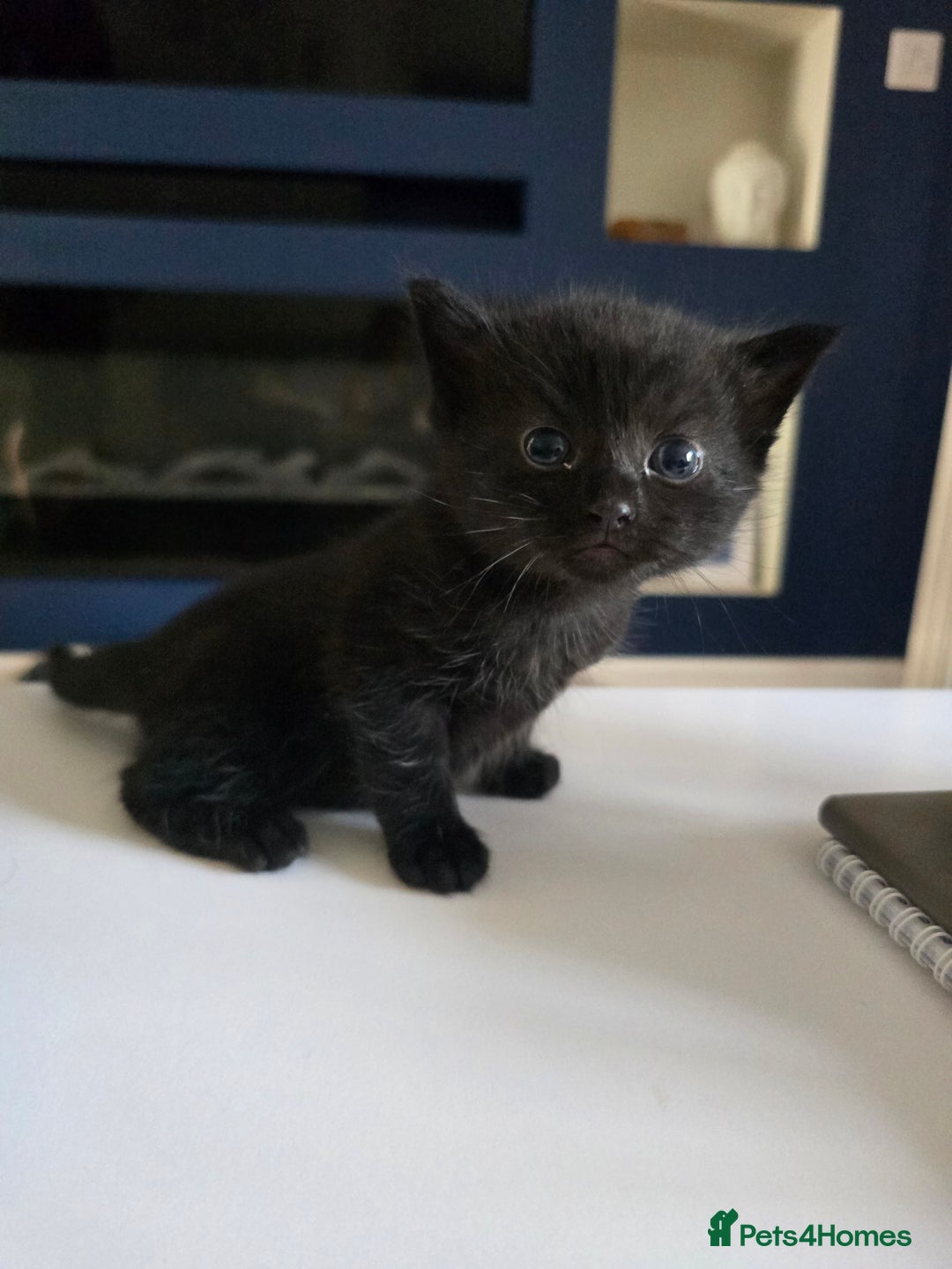 Domestic Shorthair cats for sale: 3 Adorable Kittens - Image 3