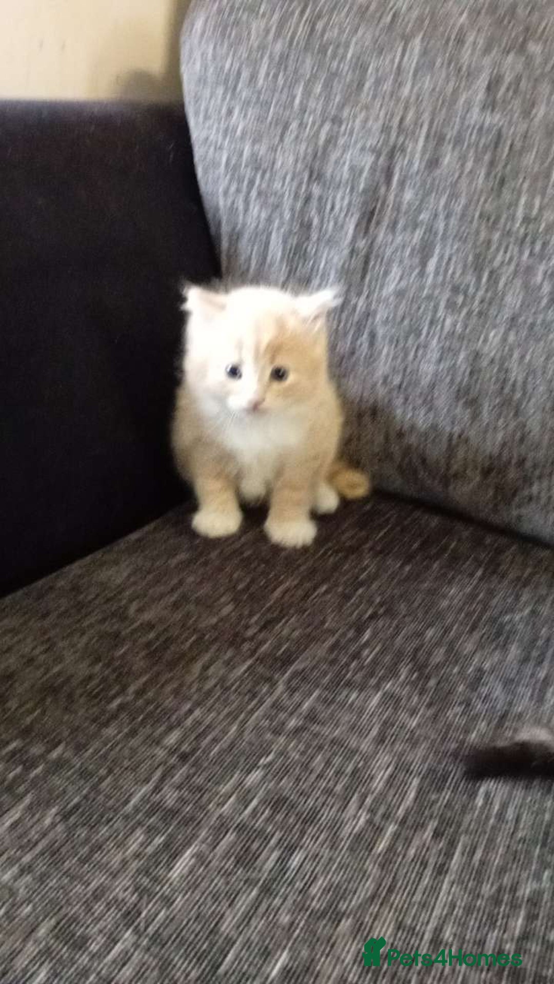Mixed Breed cats for sale: CREAM male & Tabby female.  - Image 9
