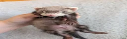 Ferret rodents for sale: Ferret kits in West Malling - Advert 7