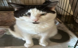 Mixed Breed cats for adoption: Rescue sherbet is going to make a super family cat - Image 1
