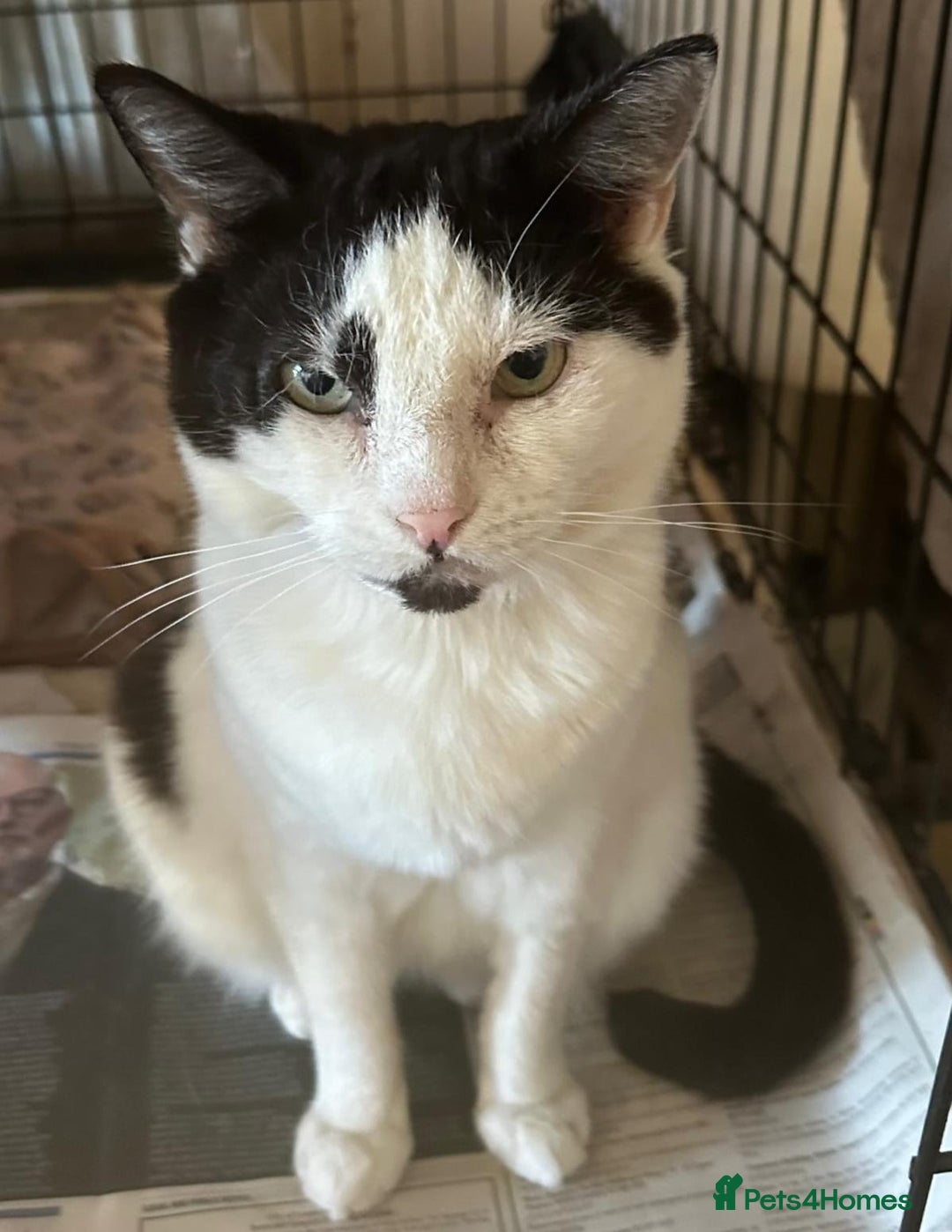 Mixed Breed cats for adoption: Rescue sherbet is going to make a super family cat - Image 1