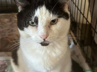 Mixed Breed cats Rescue sherbet is going to make a super family cat - Advert 4