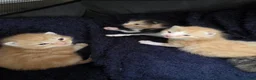 Mixed Breed cats for sale: Two friendly boys looking for a forever home in London - Advert 6