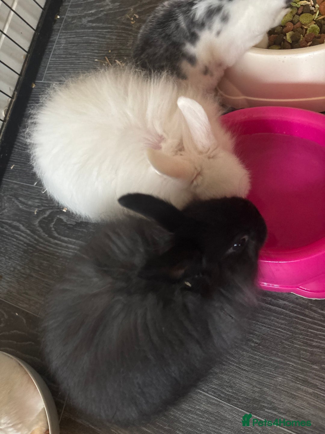 Mixed Breed rabbits for sale: Two female baby rabbits - Advert 5