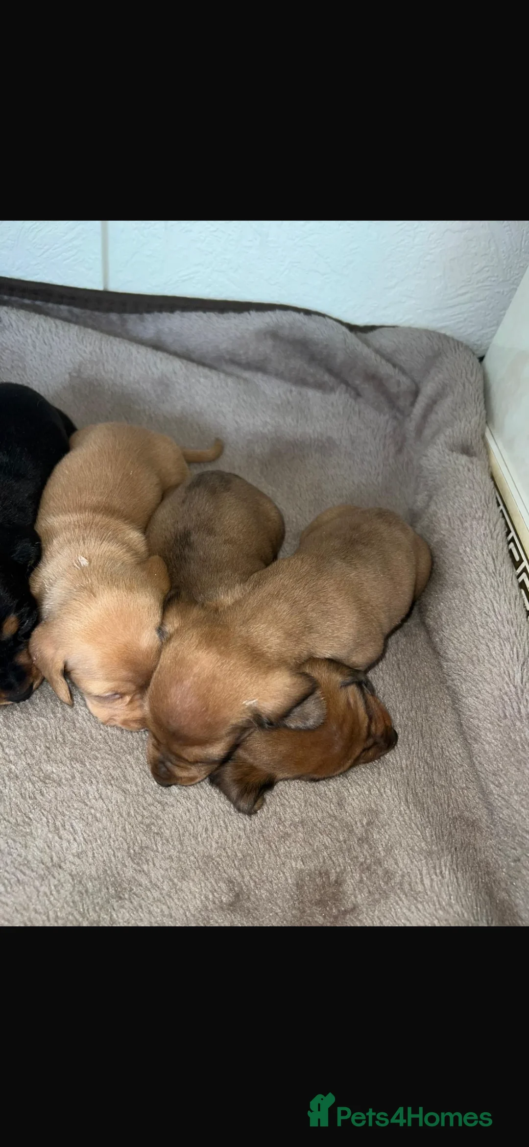 Dachshund dogs for sale: 7 gorgeous minature dachshund puppy’s🐶 - Advert 15