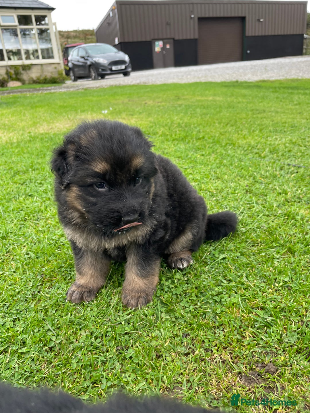 German Shepherd dogs for sale: Gorgeous German Shepherd pups - Image 8