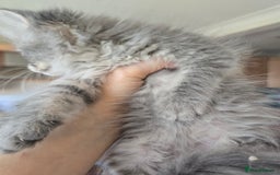 Persian cats for sale: Beautiful Persian kittens 7wks - Image 6