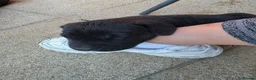 Cane Corso dogs for sale: Big chunky boy - Advert 6