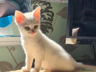 European cats in Birmingham - Advert 22