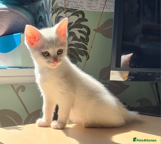 European cats in Birmingham - Advert 3
