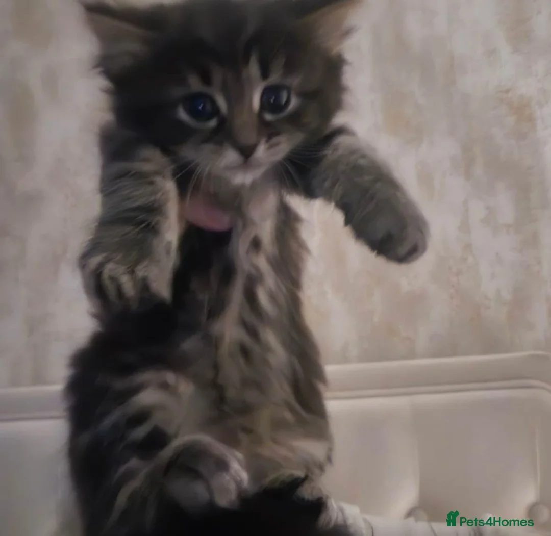 Mixed Breed cats for sale: Long haired tabby female kitten - Advert 2