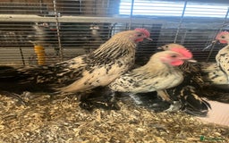 Hens poultry for sale: Lemon Millefleur Sablepoots for sale in Bolton  - Image 5