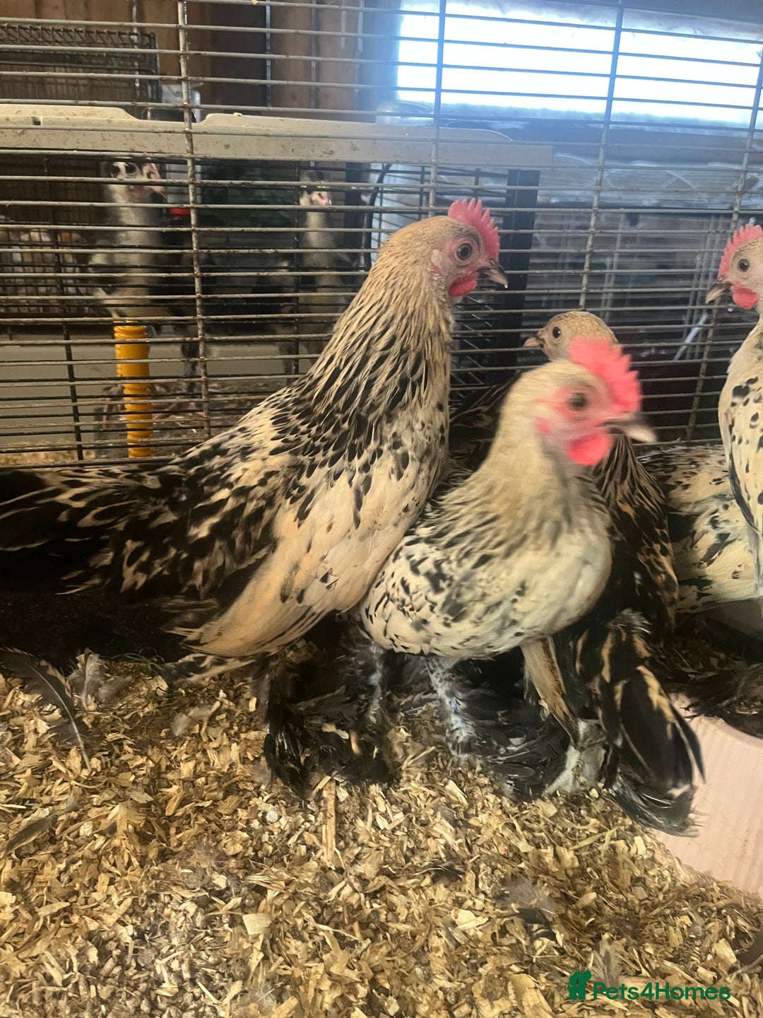 Hens poultry for sale: Lemon Millefleur Sablepoots for sale in Bolton  - Image 5
