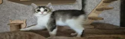 Munchkin cats for sale: Munchkin × British Longhair  - Advert 5
