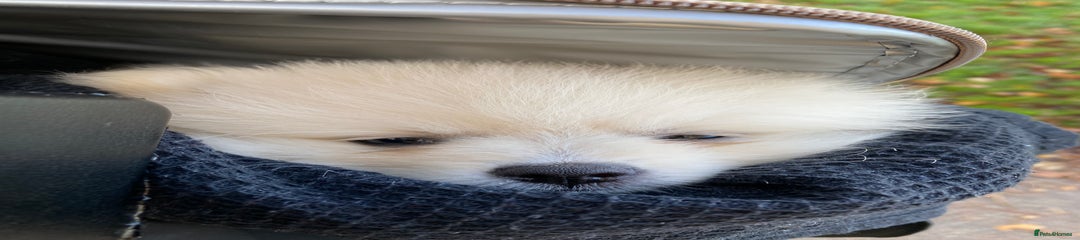 Pomeranian Puppy 1